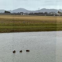 ホテル周囲の水場には鴨が住んでいます。