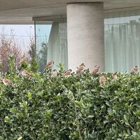 ホテルの敷地内では、雀も数多く見られました。