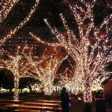 木々もイルミネーションできらめく輝く！