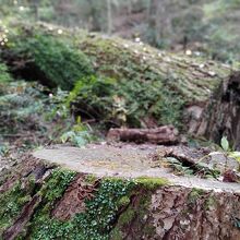 枯死して伐採された森の巨人100選のアベマキ