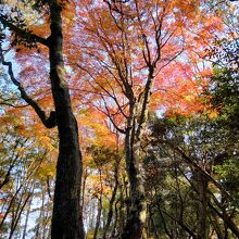 大松山城跡の紅葉