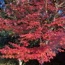 鮮やかな紅葉