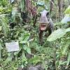 DINO恐竜PARK やんばる亜熱帯の森