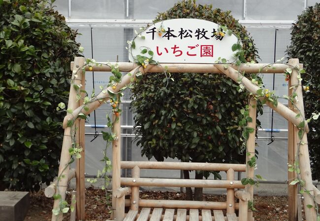 ホウライの那須千本松牧場 いちご園