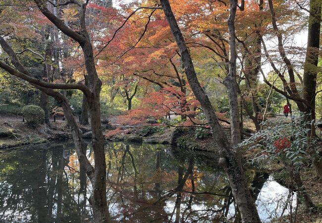 紅葉を楽しめる★京都府立植物園