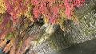 川沿いの道を歩く