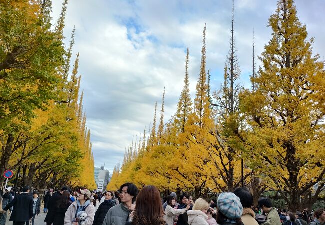 明治神宮外苑いちょう祭り