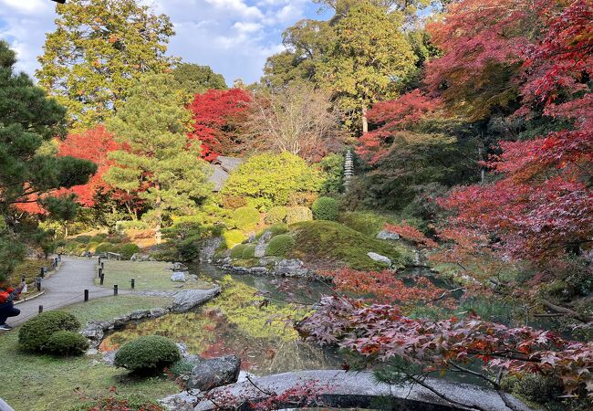 相阿弥作庭の庭の紅葉と、青い蓮