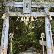 武雄神社のご神木として堂々たる存在感、そこへ至る竹林の遊歩道も雰囲気抜群