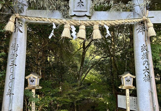 武雄神社のご神木として堂々たる存在感、そこへ至る竹林の遊歩道も雰囲気抜群