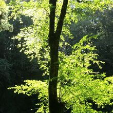 朝陽で輝く木々の青紅葉