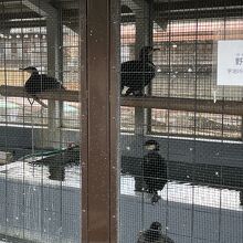 宇治川の鵜飼