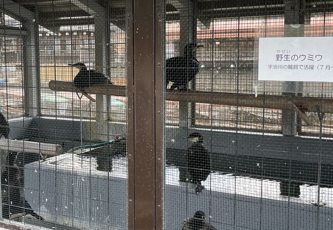 宇治川の鵜飼