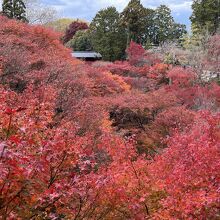 深紅の雲海