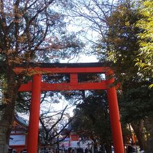 鳥居の朱色も映えます。