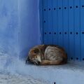 シャウエンの旧市街に住む動物たち