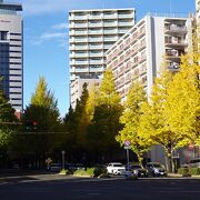 銀杏の紅葉がきれいでした