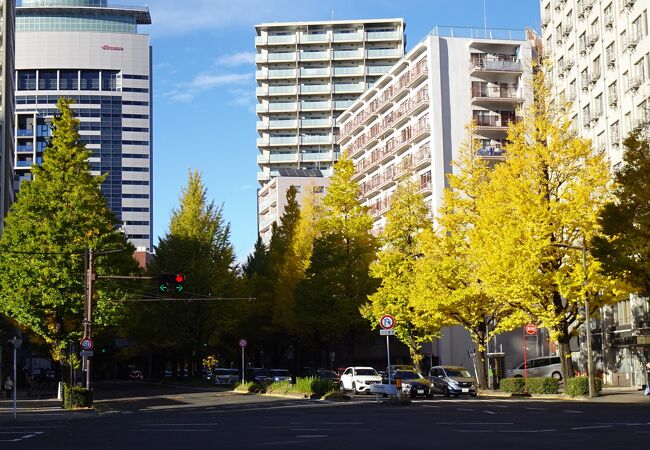 銀杏の紅葉がきれいでした