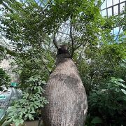 格安の入場料で様々な地域の植物が楽しめました