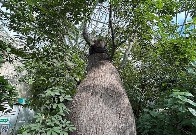 格安の入場料で様々な地域の植物が楽しめました