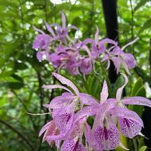 お花も皆元気に咲いていました