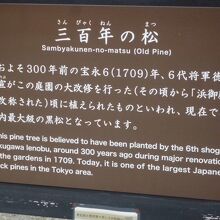 樹齢300年の松の説明書き