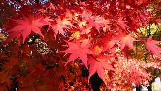 紅葉の時期の甲府は綺麗でした、武田神社