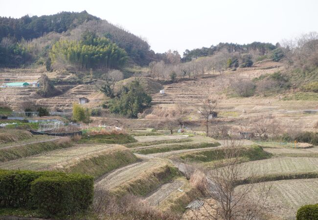 稲淵の棚田