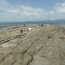 江津良海水浴場の化石漣痕