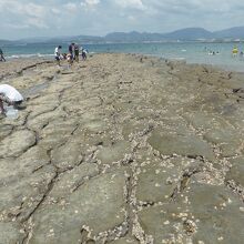 江津良海水浴場白浜化石漣痕