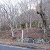 紅葉が終わって、「大曲りのもみじ」がまるで白樺のようです