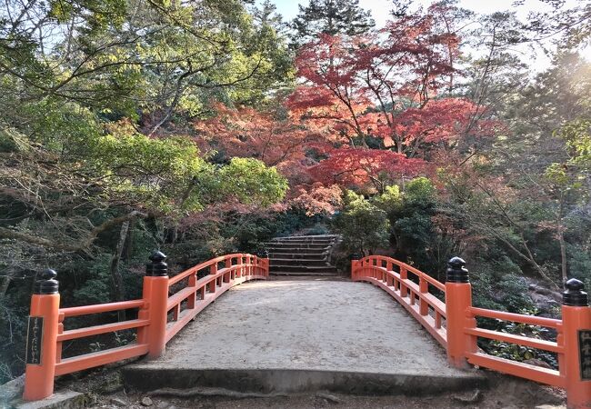 今年の紅葉はまだまだ