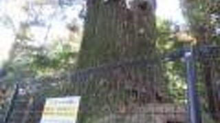 根っこがタコの足みたい