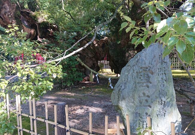 浜松八幡宮境内に立地するクス