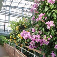 青島亜熱帯植物園