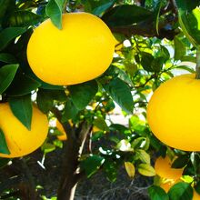 駐車場にはみかんが実る