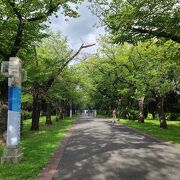 桜の季節に賑わう公園