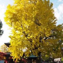 大銀杏