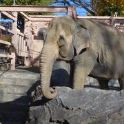 温かみのある雰囲気の動物園