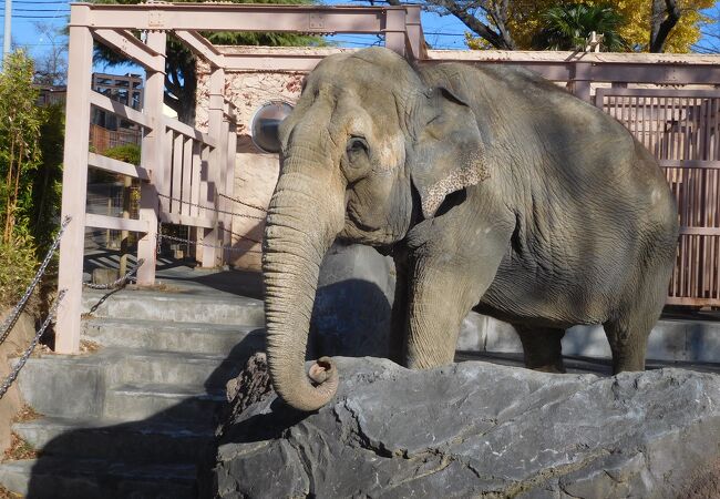 かみね動物園