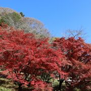 第68回 香嵐渓もみじまつり