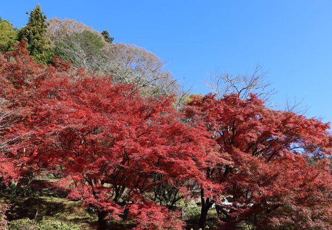 第68回 香嵐渓もみじまつり