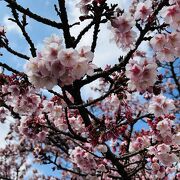 2月でも桜が楽しめた