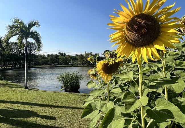 チャトゥチャック公園