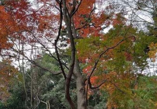 高尾山もみじまつり