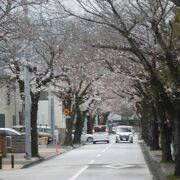 きれいな桜並木