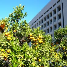 直ぐの八幡浜市役所