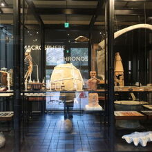 東京大学総合研究博物館