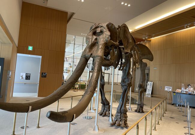 きれいな博物館です