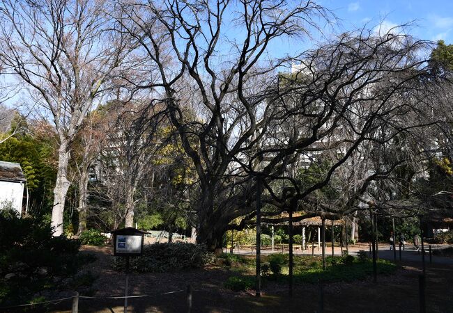 六義園の中にある枝垂れ桜